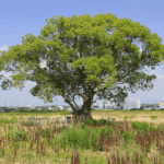 Ho Wood 5ml - Imagem 2