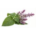 Sálvia Sclarea 5ml - Imagem 2