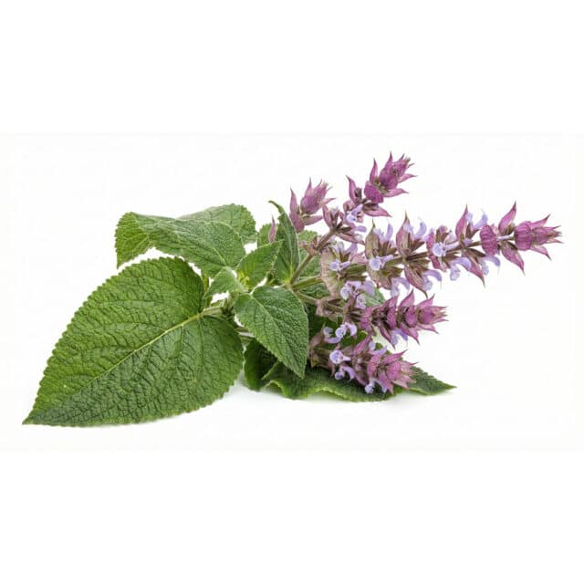 Sálvia Sclarea 5ml - Imagem 2