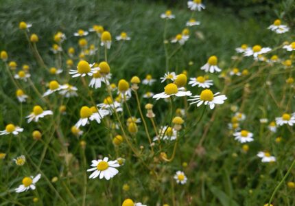 Flores de Camomila (Matricaria chamomilla)